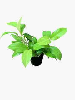 Philodendro Lemon - VallsGarden