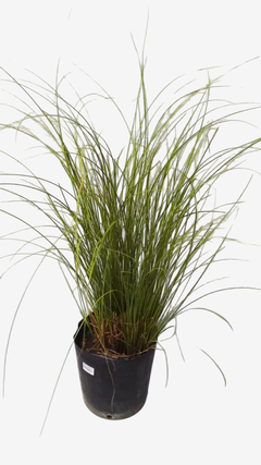 Carex Verde - comprar online