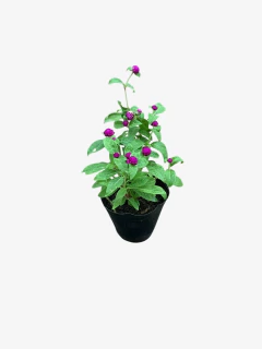 Gonfrena - comprar online
