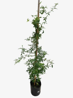 rosal Trepador Banksiae - VallsGarden
