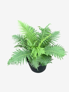 Helecho Silver Lady - VallsGarden