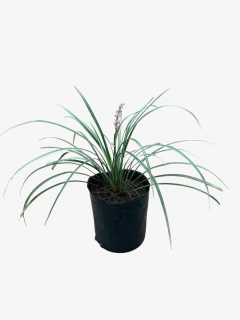 Liriope Muscari sun proof en internet