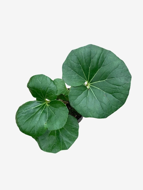 Boina de vasco - comprar online