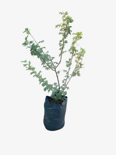 Espinillo - comprar online