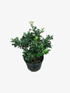 Ilex Meserveae Blue Princess (muérdago) en internet