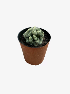 Cactus Cerebrito en internet