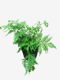 Helecho Pteris Tremula en internet