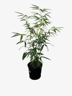 Imagen de Phyllostachys bambusoides nigra (caña negra)