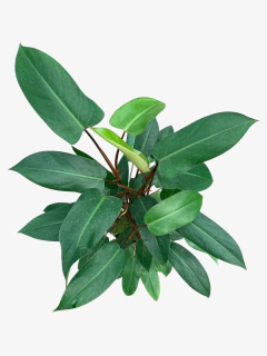 Philodendro Sanguineo - comprar online