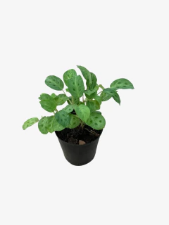Calathea Maranta Kerchoviana - VallsGarden
