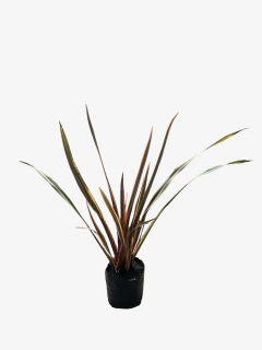 Phormium Tenax "Sundowner"(rosado) - comprar online