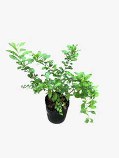 Duranta Erecta (Jazmín Duranta) en internet