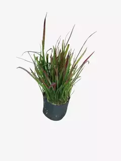Imperata Cylindrica "Red Baron" - comprar online