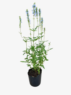 Salvia Uliginosa Celeste - VallsGarden