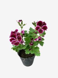 Malvón Pensamiento - comprar online