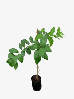 Limon Injertado 4 estaciones - comprar online