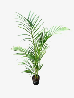 Areca - VallsGarden