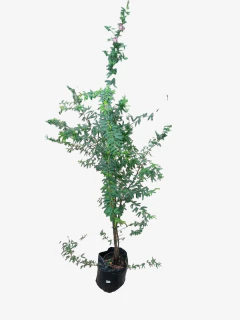 Calliandra Parvifolia - VallsGarden