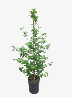 Liquidambar - VallsGarden