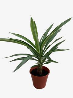 Yucca Variegada - tienda online