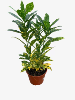 Croton Mandarina - VallsGarden