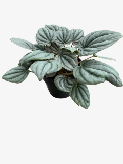 Peperomia Plateada - VallsGarden