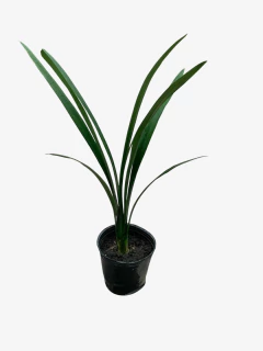 Clivia Miniata - comprar online