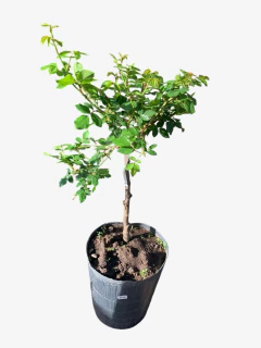 Rosal pie alto inj. 1 A - comprar online