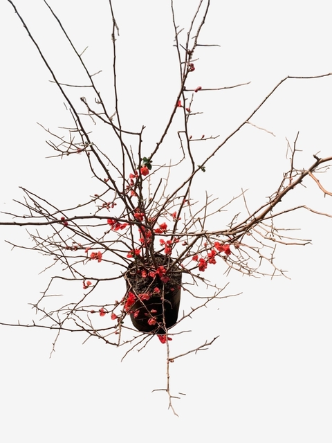 Cydonia Japonica