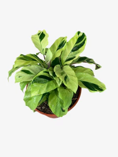Calathea Yellow Fussion - comprar online