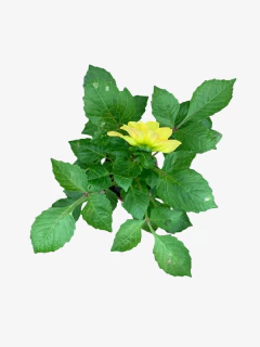 Dalia - VallsGarden
