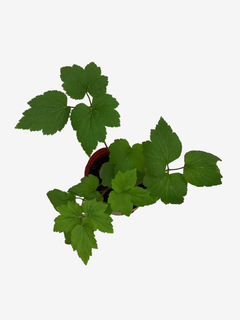 Anemona Japonica en internet