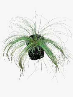 Stipa Tenuissima - VallsGarden