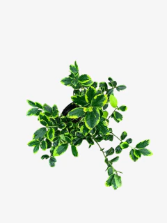 Ilex Aquifolium Madame Briot (muerdago) - VallsGarden