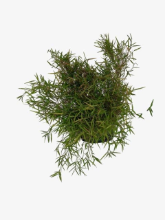 Pogonatherum Junceum (caña enana) en internet
