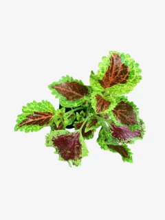 Coleus Común - comprar online