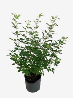 Lespedeza Thunbergii - comprar online