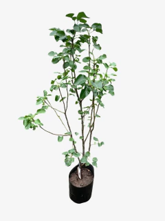 Peral De Flor