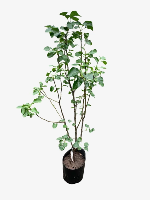 Peral De Flor
