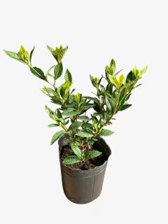 Jazmin Kimura - comprar online