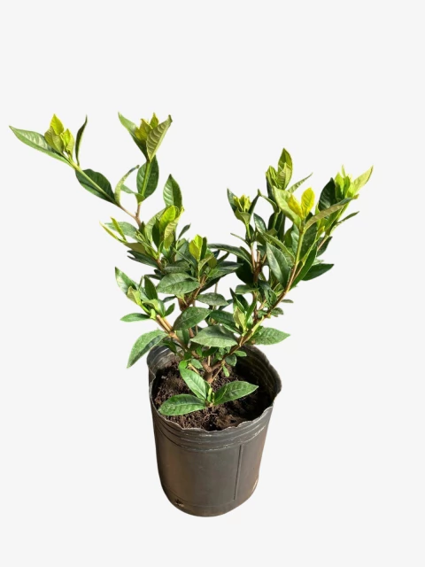 Jazmin Kimura - comprar online