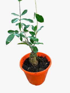 Fockea Edulis en internet
