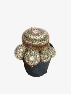 Cactus Mammillaria en internet