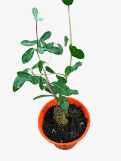 Fockea Edulis