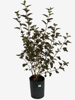 Physocarpus Opuliolius Diabolo