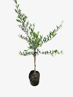 Olivo - comprar online
