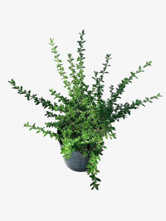 Serisea Foetida Variegata Alba - VallsGarden
