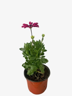 Dimorfoteca - VallsGarden