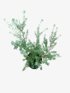 Westringia Fructicosa - comprar online