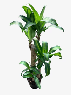 Palo de agua - comprar online